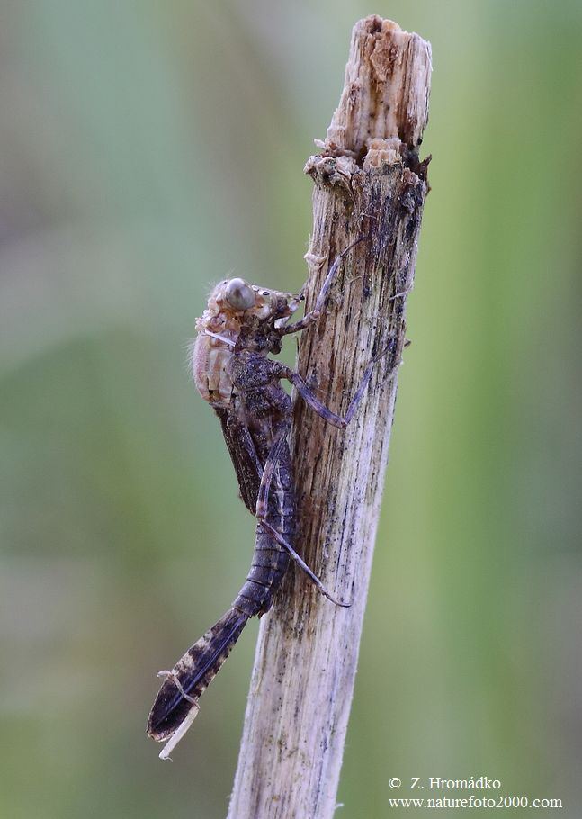 Šidélko brvonohé, Platycnemis pennipes, zygoptera (Vážky, Odonata)